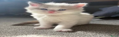 Ragdoll Kitten 1