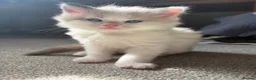 Ragdoll cats for sale: Ragdoll kittens - Advert 2