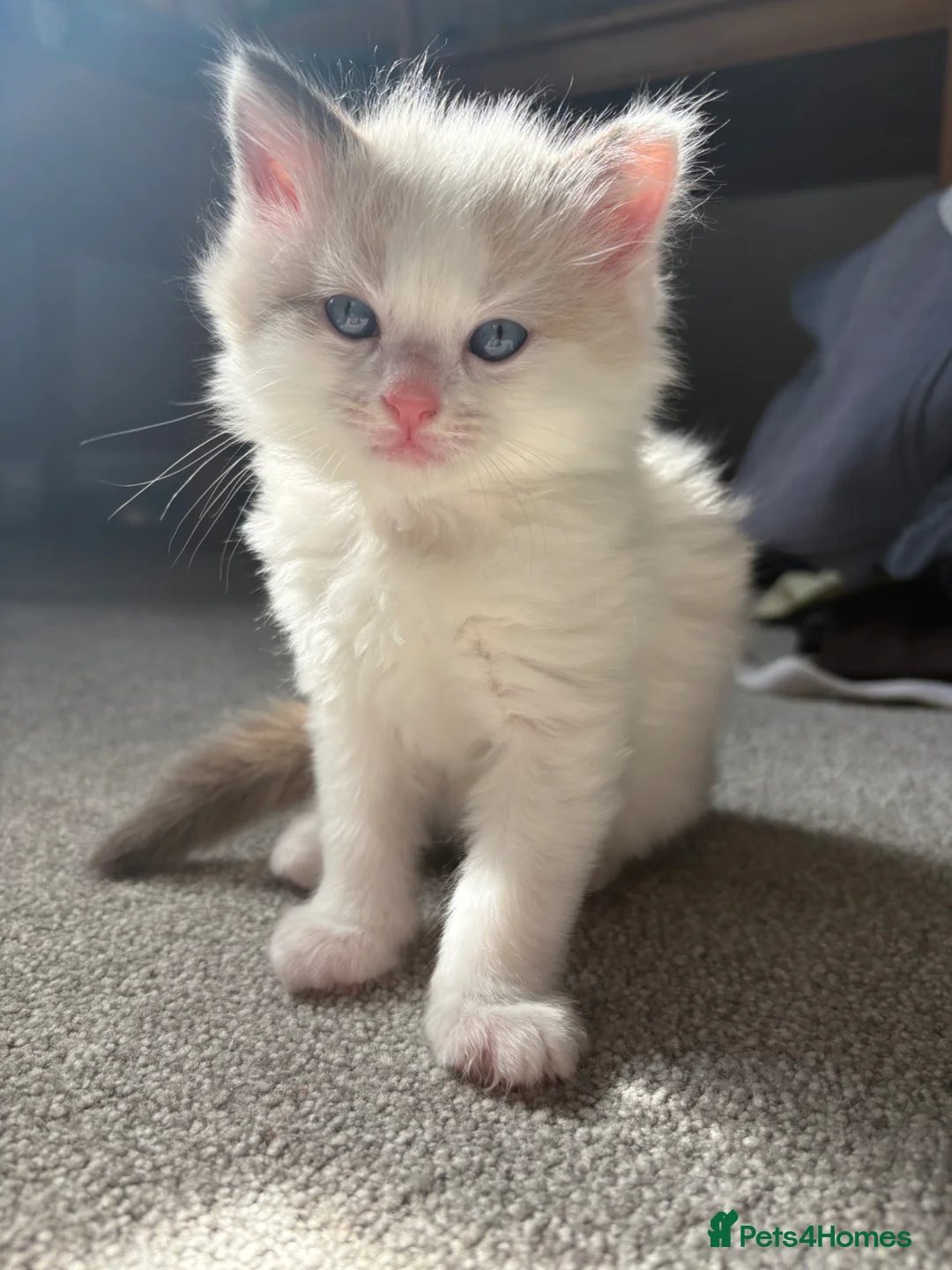Ragdoll cats for sale: Ragdoll kittens - Advert 2