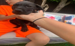 Presa Canario dogs for sale: Presa canario puppies ready now 2 boys 1 girl left - Image 11