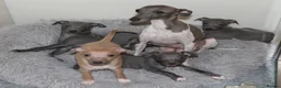 Italian Greyhound dogs for sale: One Fawn male Italian Greyhound - Advert 6