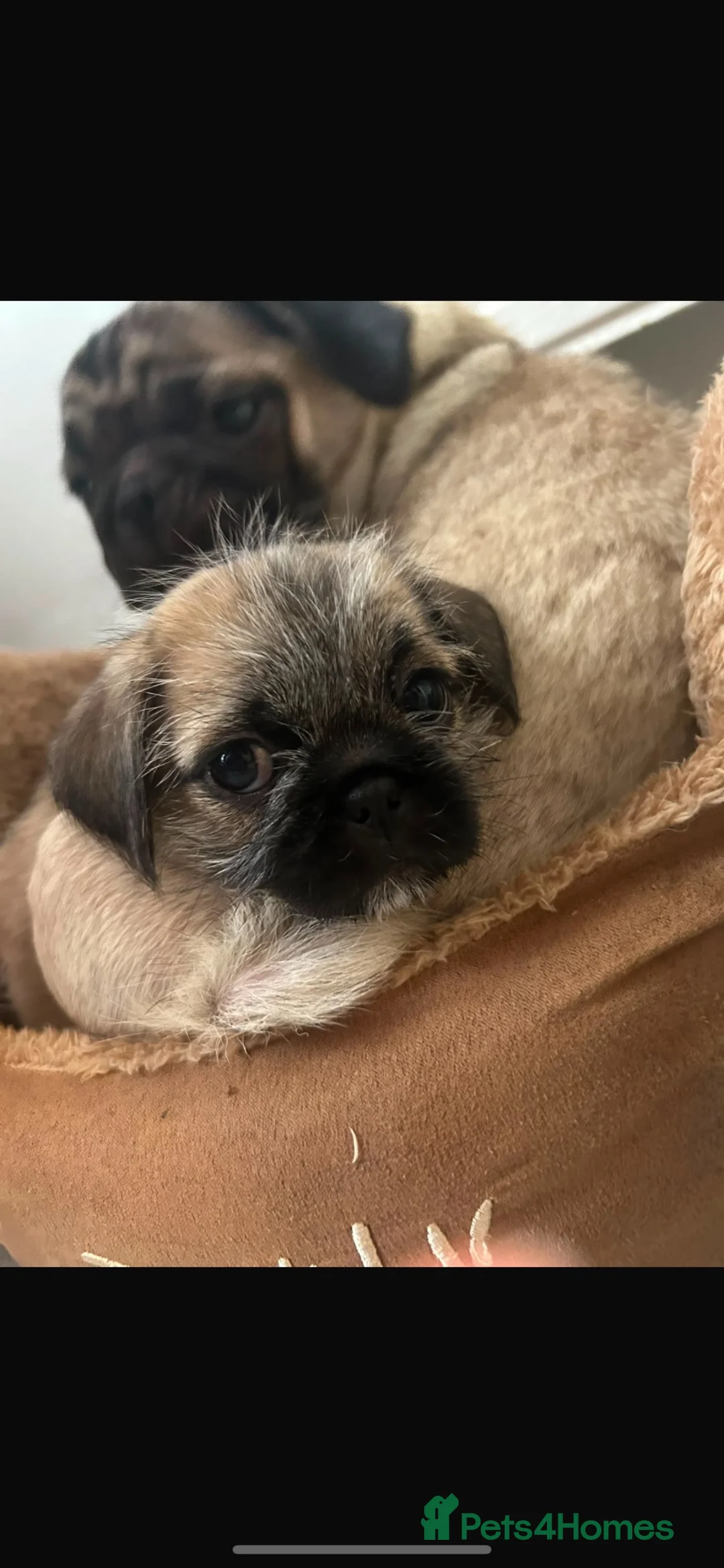 Mixed Breed dogs for sale: Pug Tzu puppies 🐶  in London - Advert 2