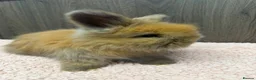 Angora rabbits for sale: Beautiful Baby Angoras Ready to Reserve - Advert 3