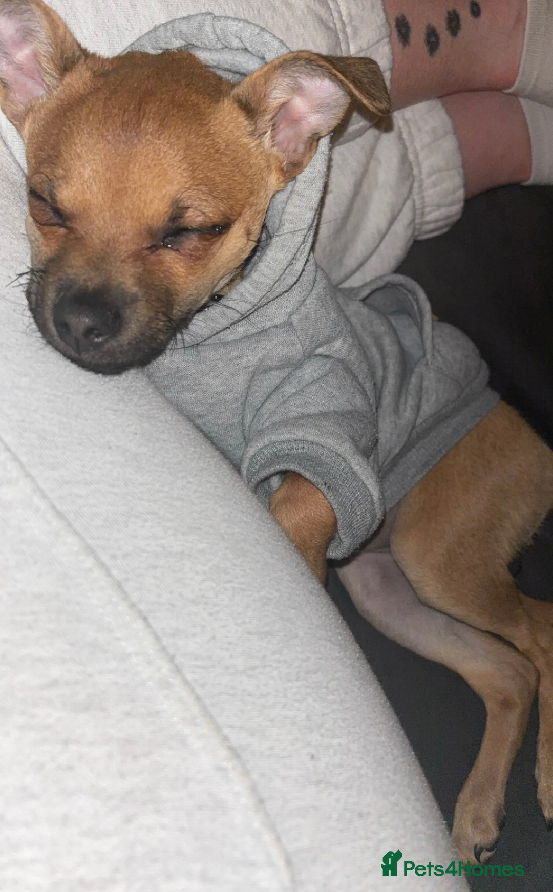 Mixed Breed dogs for sale: Chihuahua cross - Advert 2