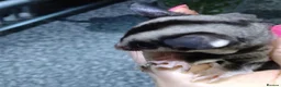 Sugar Glider rodents for sale: 2 baby sugar gliders with cage & toys  - Advert 3
