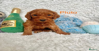 Cockapoo dogs - Advert 2