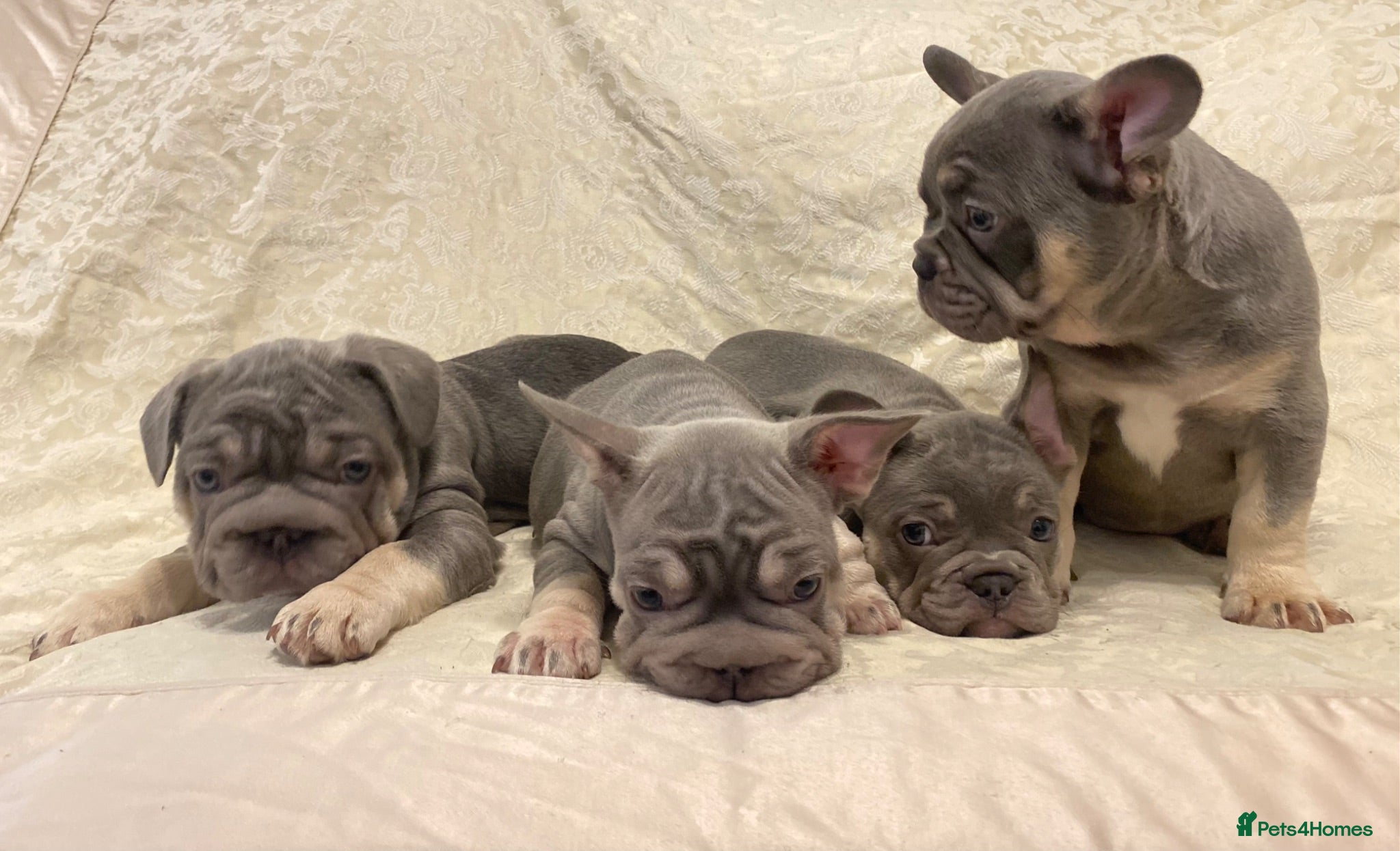 French Bulldog dogs Quality French Bulldog Lilac & Tan Puppies - Advert 6