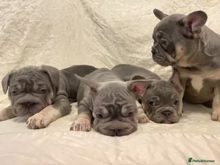 French Bulldog dogs Quality French Bulldog Lilac & Tan Puppies - Advert 6