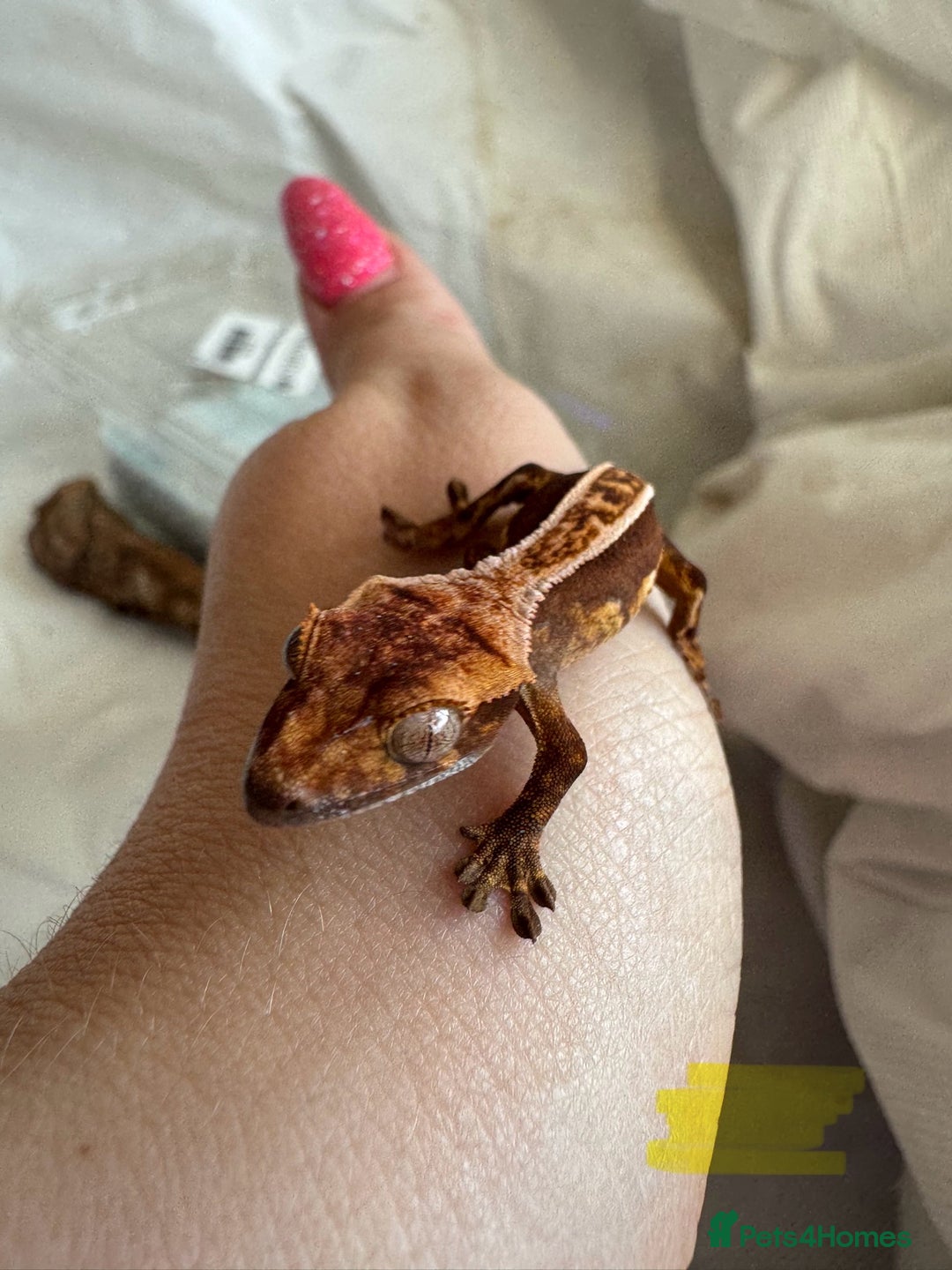 Gecko reptiles for sale: Baby crested geckos  - Image 14