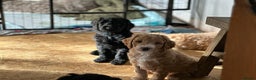 Labradoodle dogs for stud: Superb Multigen Australian Labradoodle Stud  in Preston - Advert 11