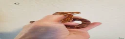 Corn Snake reptiles for sale: Juvenile corn snakes in Doncaster - Advert 5