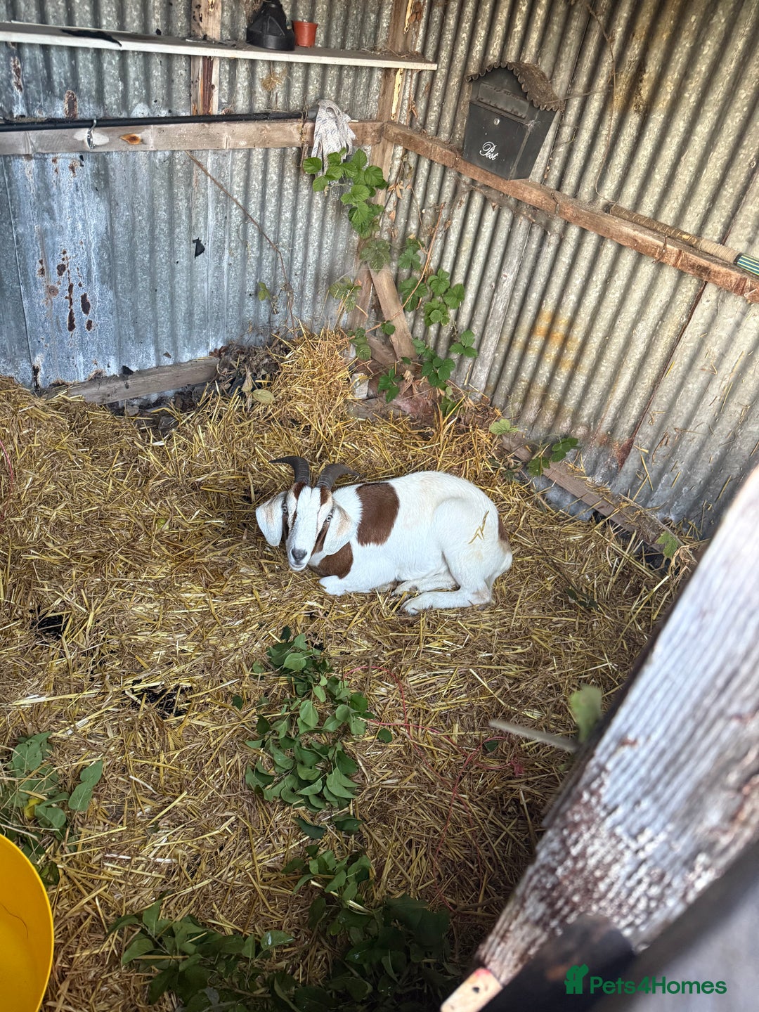 Goats livestock for sale: 1 year old boar goat castrated  - Image 2