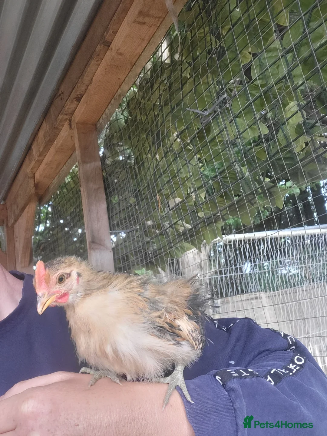 Chickens poultry for sale: 2 serama roosters  in Grimsby - Advert 2