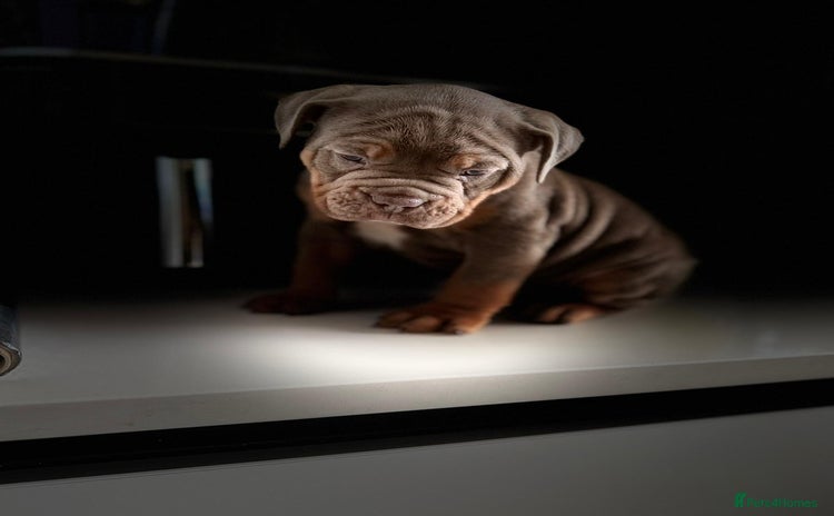 Old Tyme Bulldog dogs - Advert 1