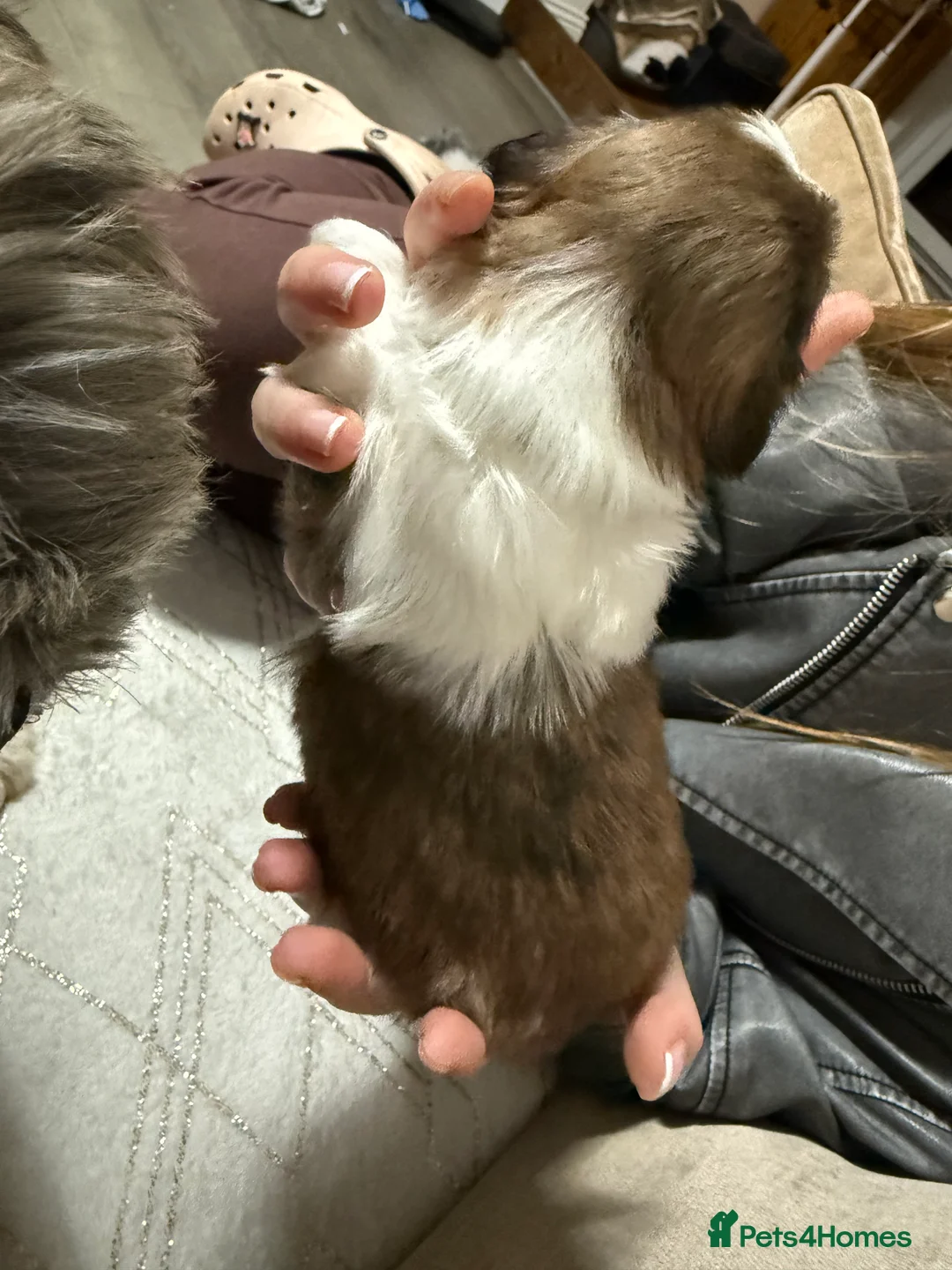 Shih Tzu dogs for sale: Shih Tzu puppies - Advert 31