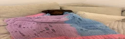 Dachshund dogs for stud: Beary Boy❤️ - Advert 6
