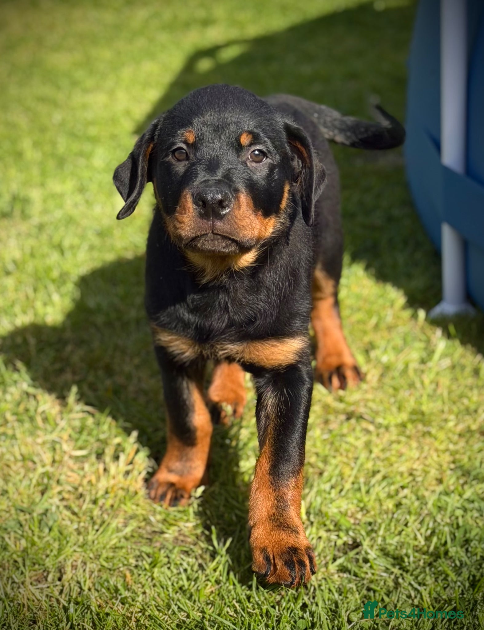 Rottweiler dogs Rottweiler puppies - Advert 2