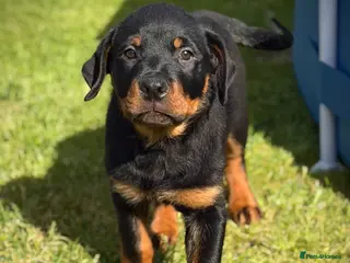 Rottweiler dogs Rottweiler puppies - Advert 6