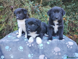 Border Collie dogs Border Collie Puppies Top Quality! - Advert 9