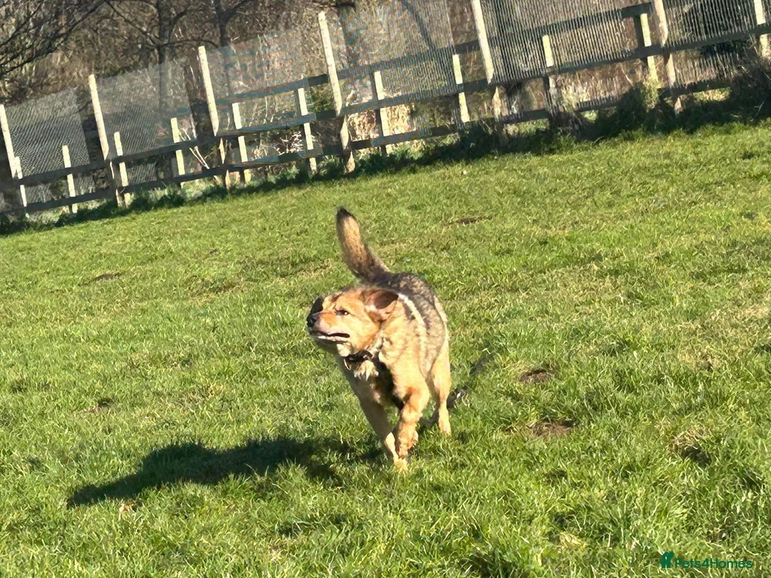 Mixed Breed dogs for adoption: Einstein - Norwich Norfolk  in Norwich - Image 14