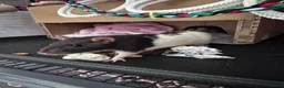 Rat rodents for sale: 2 Female Hooded Rats with Critter Nation Cage - Advert 3