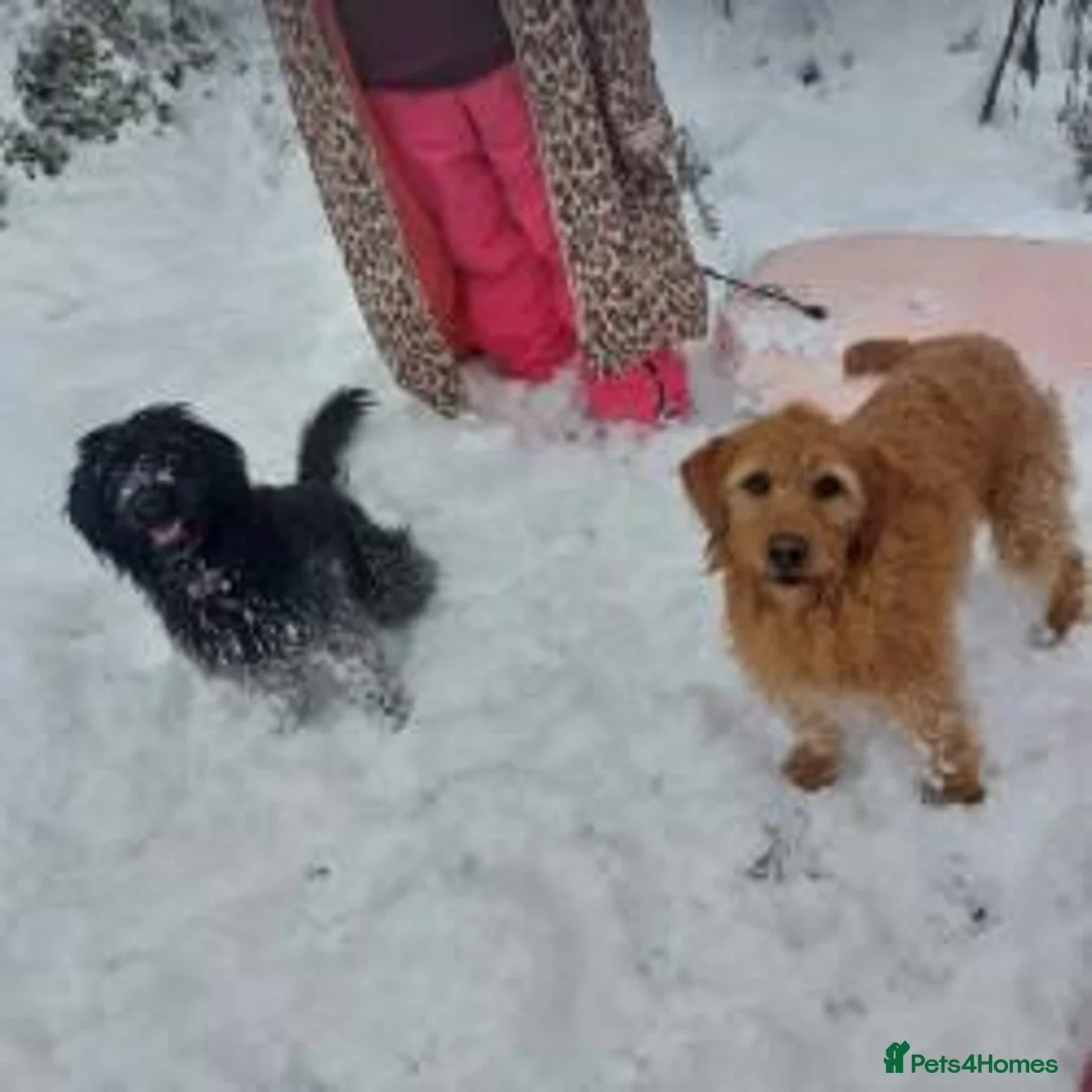 Labradoodle dogs for sale: Beautiful Labradoodle Puppies Available  in Matlock - Advert 3
