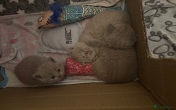 British Shorthair cats for sale: GCCF British Shorthair Kittens – Champion Lines - Image 9