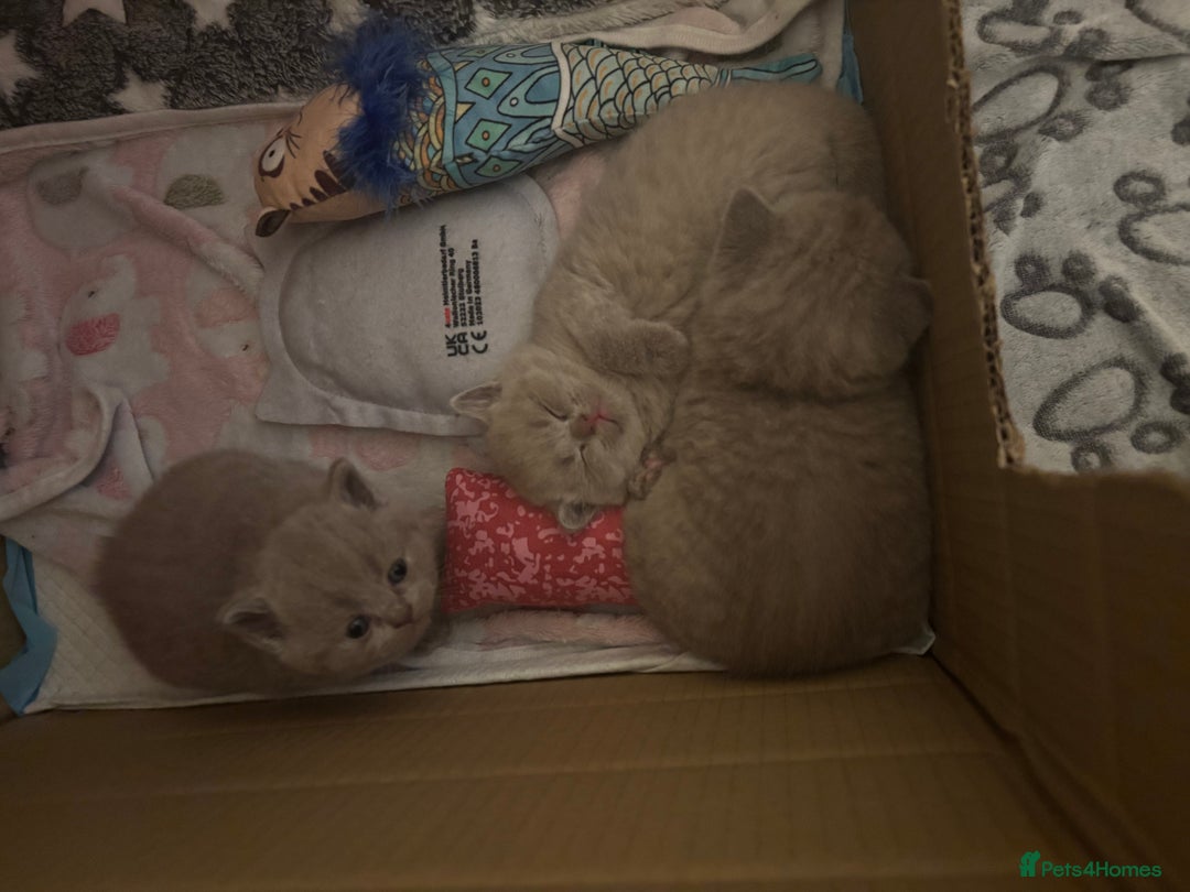 British Shorthair cats for sale: GCCF British Shorthair Kittens – Champion Lines - Image 9