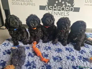 Miniature Poodle dogs 💥H/TESTED BLACK CARRYING PHANTOM/PARTI POODLES💥 - Advert 5