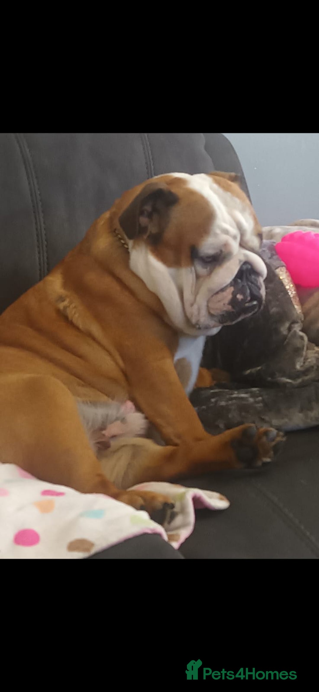 English Bulldog dogs for sale: Red and white british bulldog puppies - Image 8