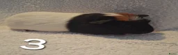 Guinea Pig rodents for sale: Beautiful Baby guineas ready now ♥️ - Advert 3