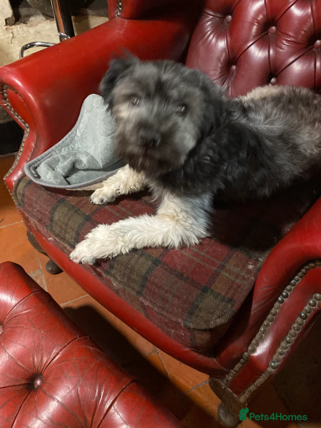Lowchen dogs for sale: Lowchen little lion dog  in Ludlow - Advert 2