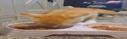 Domestic Shorthair cats for sale: Kittens - Advert 9
