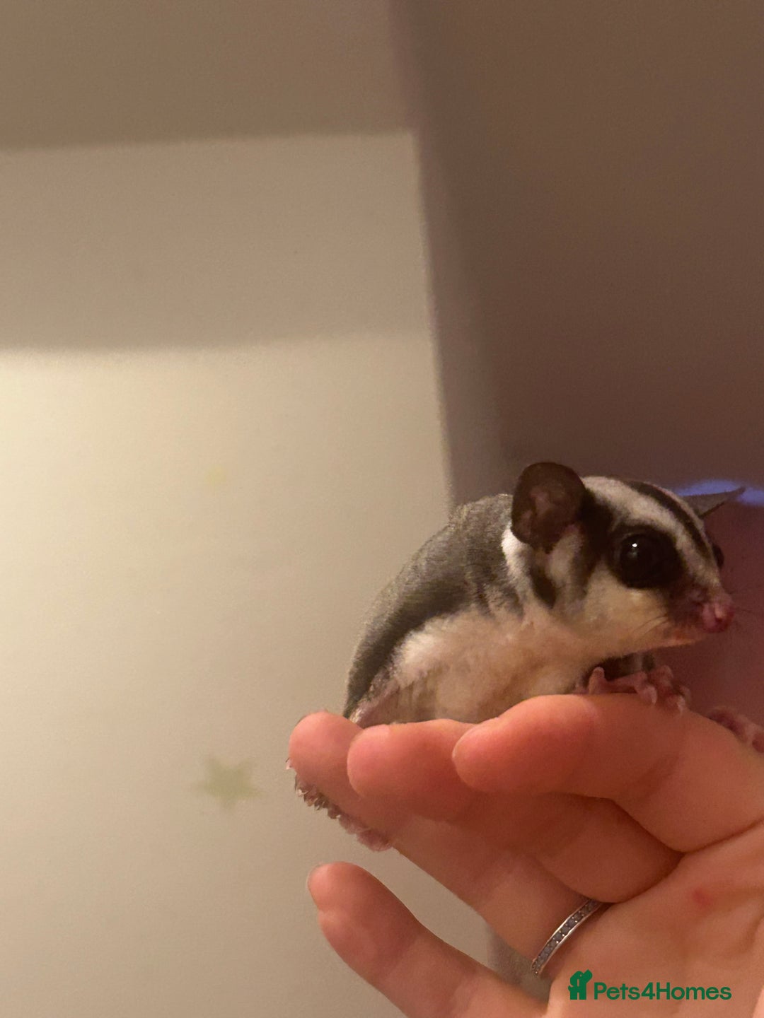 Sugar Glider rodents for sale: Joey sugar glider female.OOP- 16/09/2025 - Advert 2
