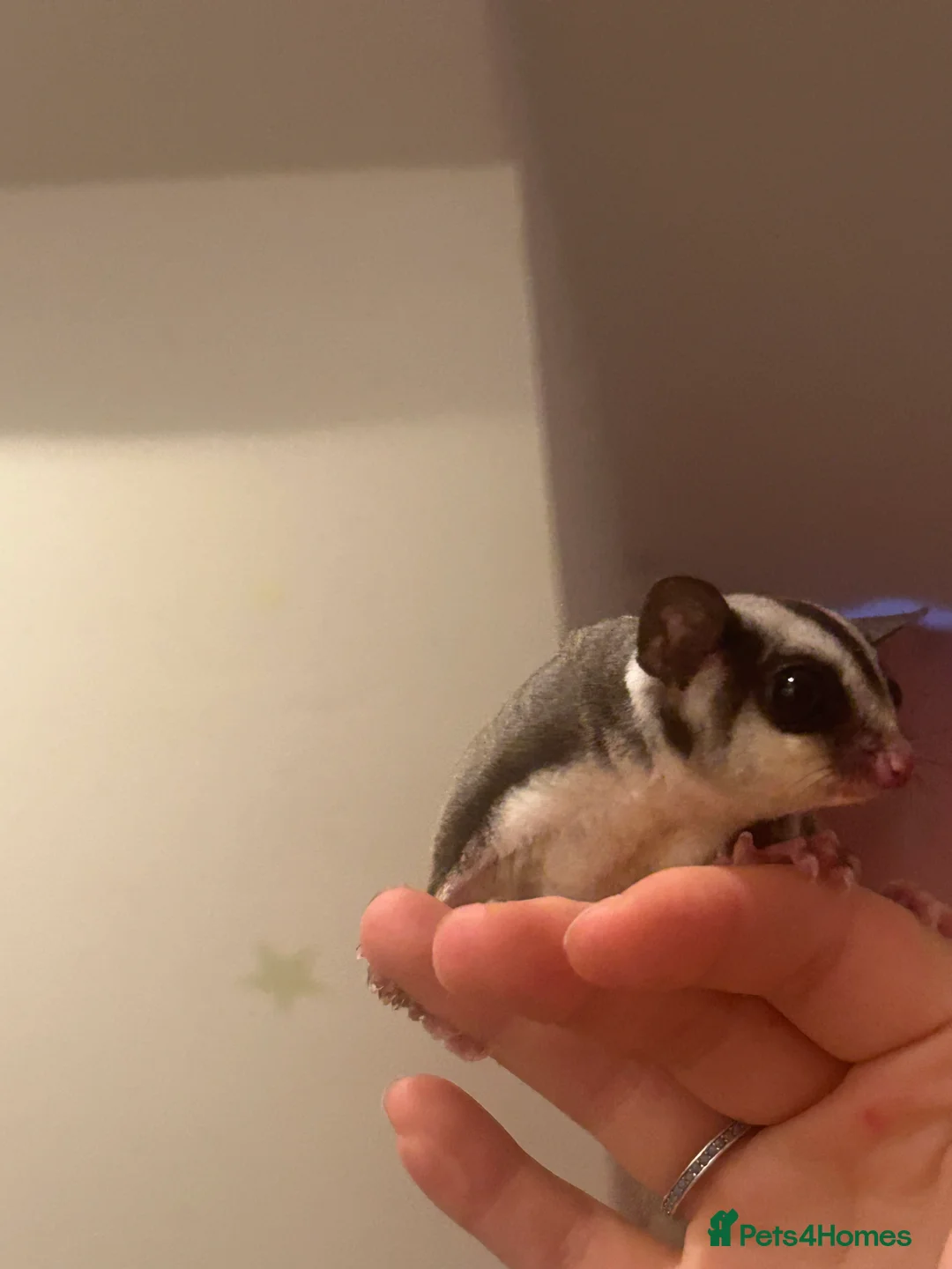 Sugar Glider rodents for sale: Joey sugar glider female - Advert 2