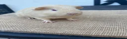 Guinea Pig rodents for sale: Beautiful boys - Advert 5