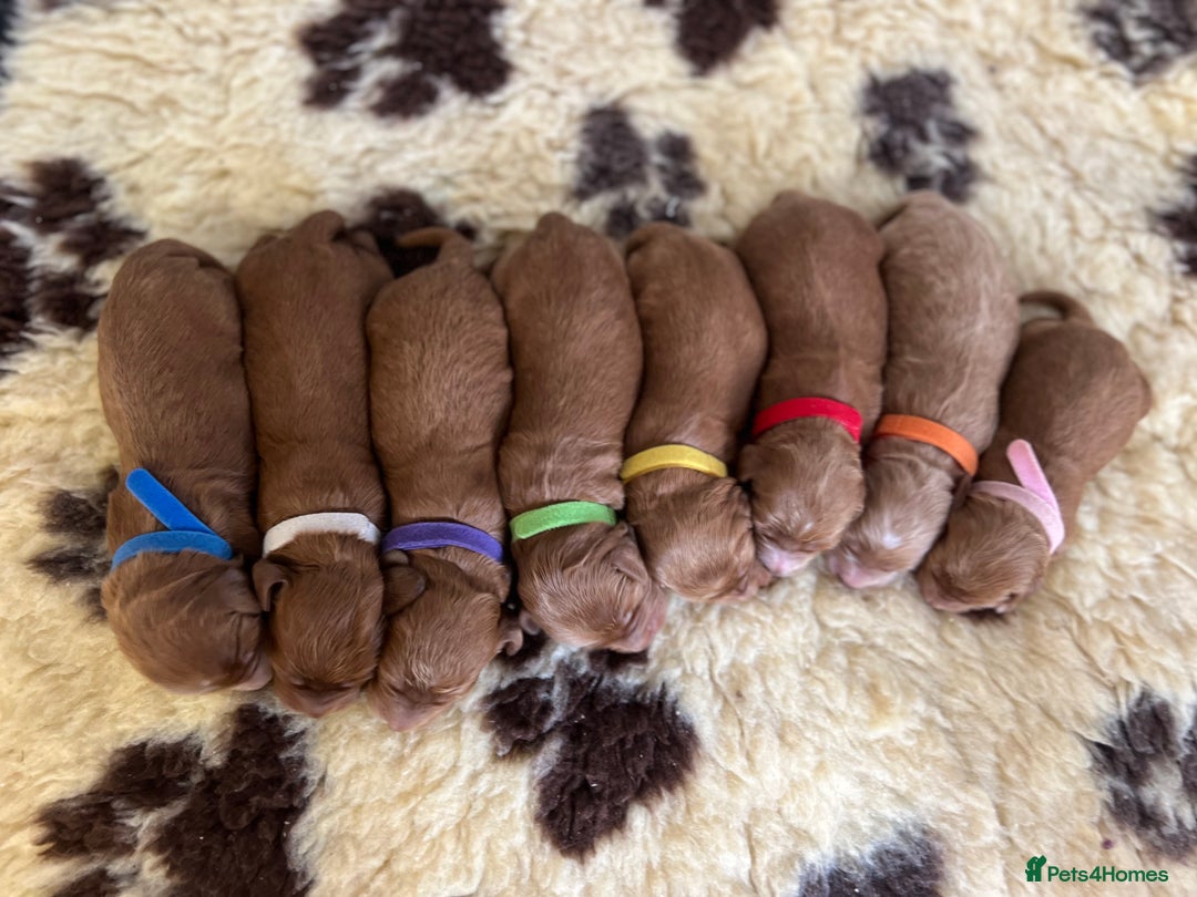 Cockapoo dogs for sale: F1 Cockapoos from health tested parents  - Image 3