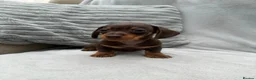 Miniature Dachshund dogs for sale: Gorgeous KC registered Miniature Dachshunds   - Advert 20