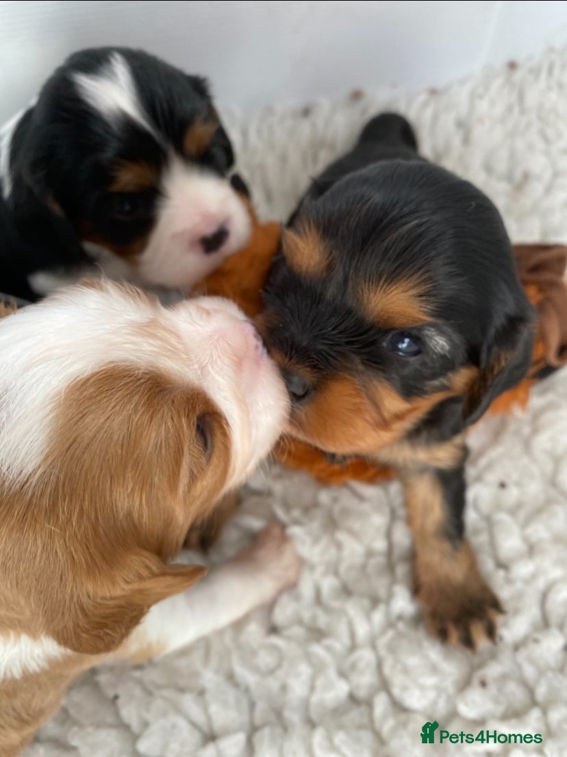 Cavalier King Charles Spaniel dogs Kc reg Chocolate Carrier’s  - Advert 2