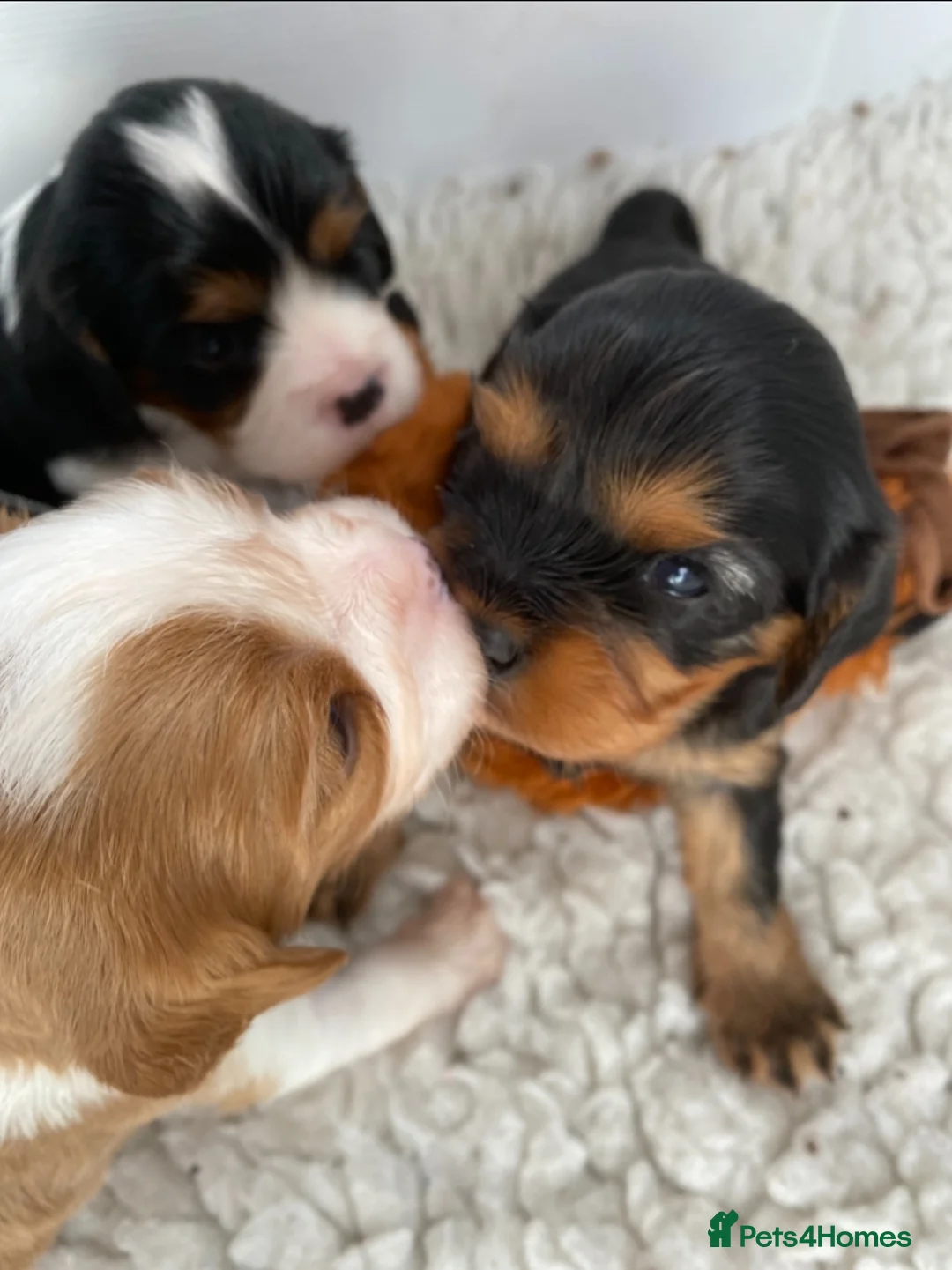 Cavalier King Charles Spaniel dogs for sale: Kc reg Chocolate Carrier’s  - Advert 1
