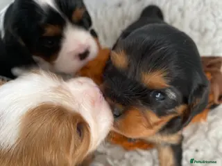 Cavalier King Charles Spaniel dogs Kc reg Chocolate Carrier’s - Advert 2