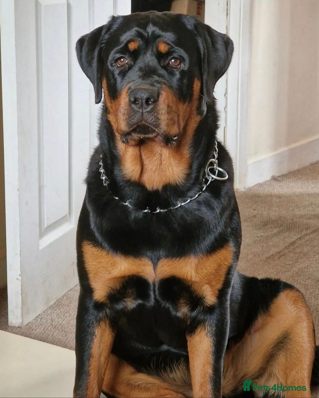 Rottweiler dogs for sale: Beautiful Pedigree Rottweiler Boys - Advert 1