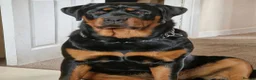 Rottweiler dogs for sale: Beautiful Pedigree Rottweiler Boys - Advert 1
