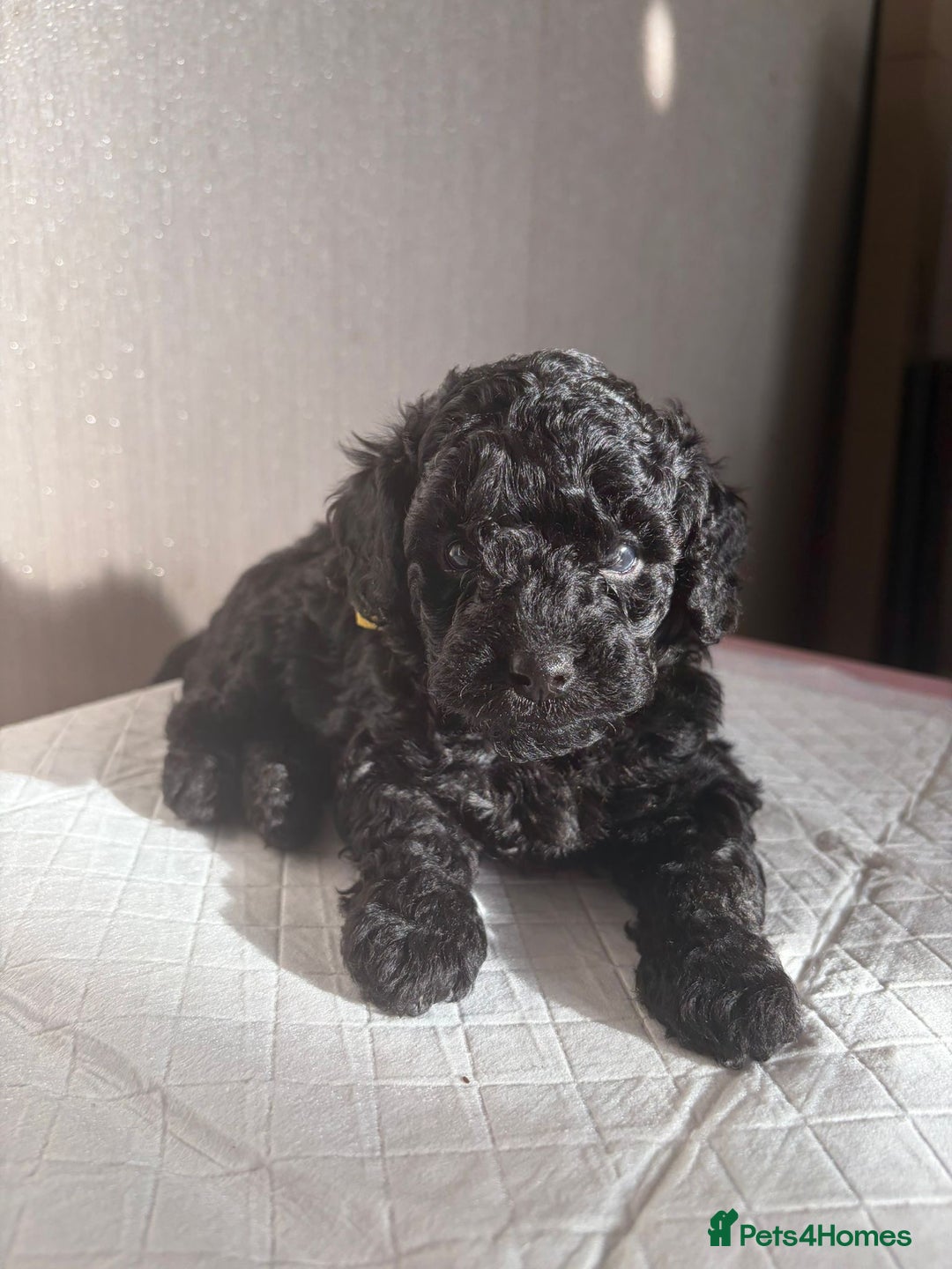 Cavapoo dogs for sale: READY TO LEAVE BLACK & WHITE TEDDY BEAR CAVAPOO - Advert 22