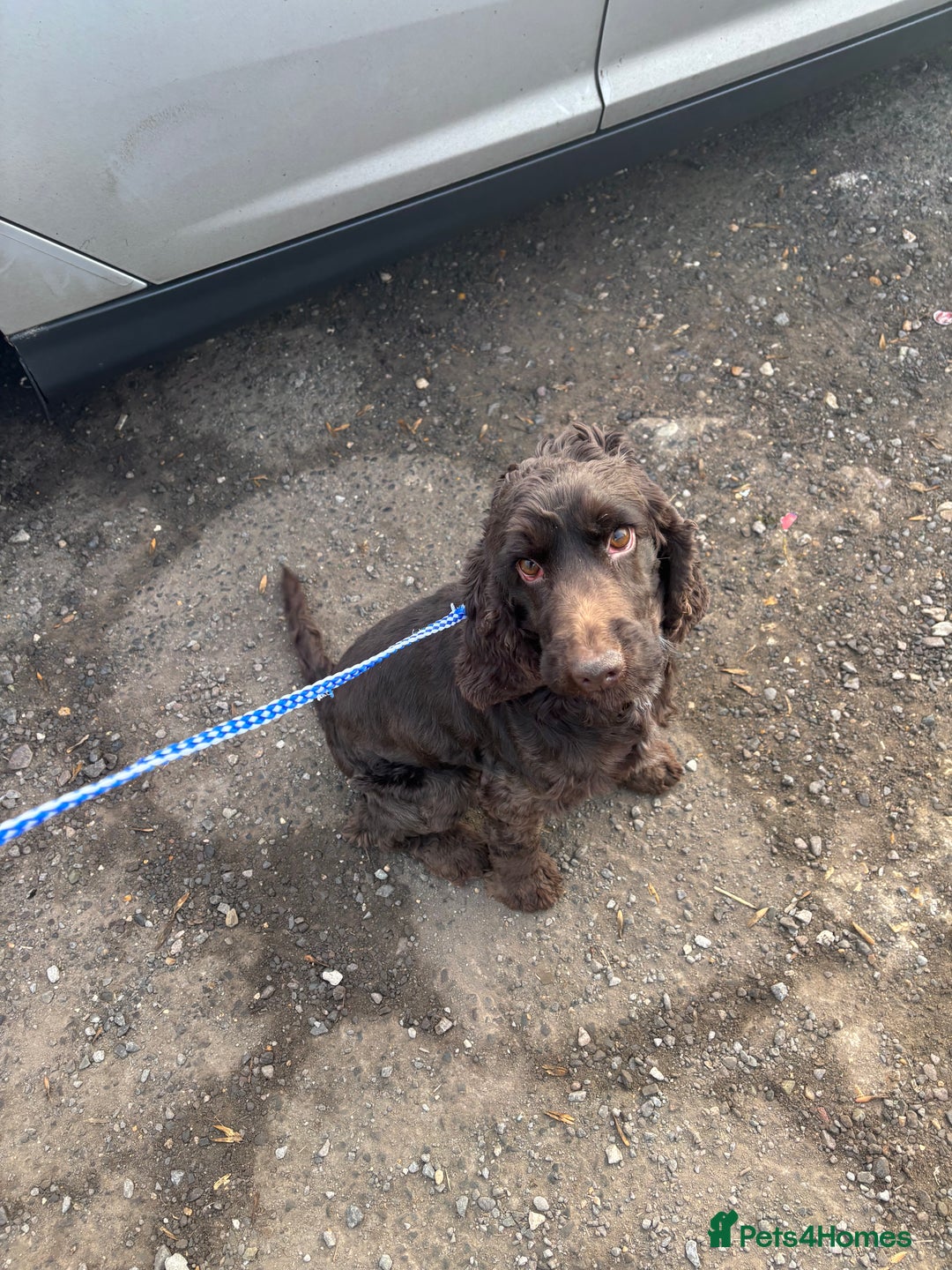 Cocker Spaniel dogs for sale: Beautiful chocolate girl English Cocker  - Advert 4