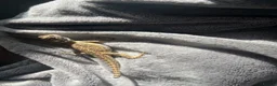 Bearded Dragon reptiles for sale: Stumpy  in Crawley - Advert 5