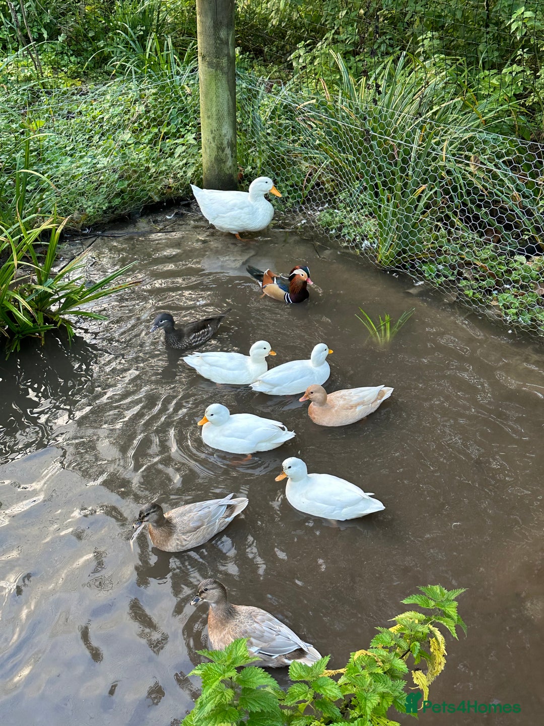 Ducks poultry for sale: Call ducks & manderin - Advert 1