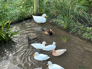 Ducks poultry Call ducks & manderin - Advert 6