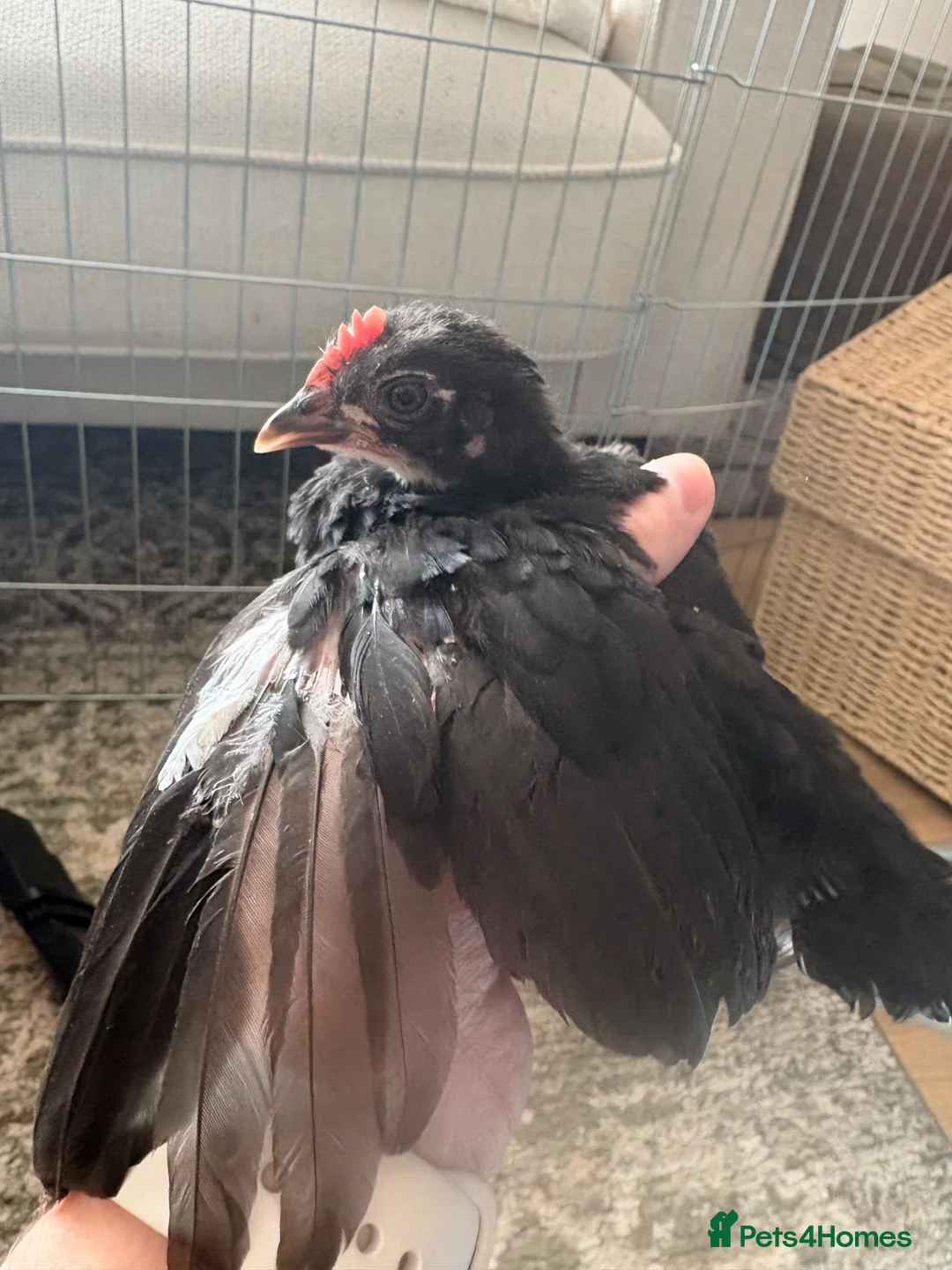 Chickens poultry for sale: 3 week old (probably rooster) chick in Letchworth Garden City - Advert 2
