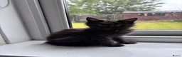 Maine Coon cats for sale: Big Ears & Fluffy Coats – Maine Coon Kittens  - Advert 21